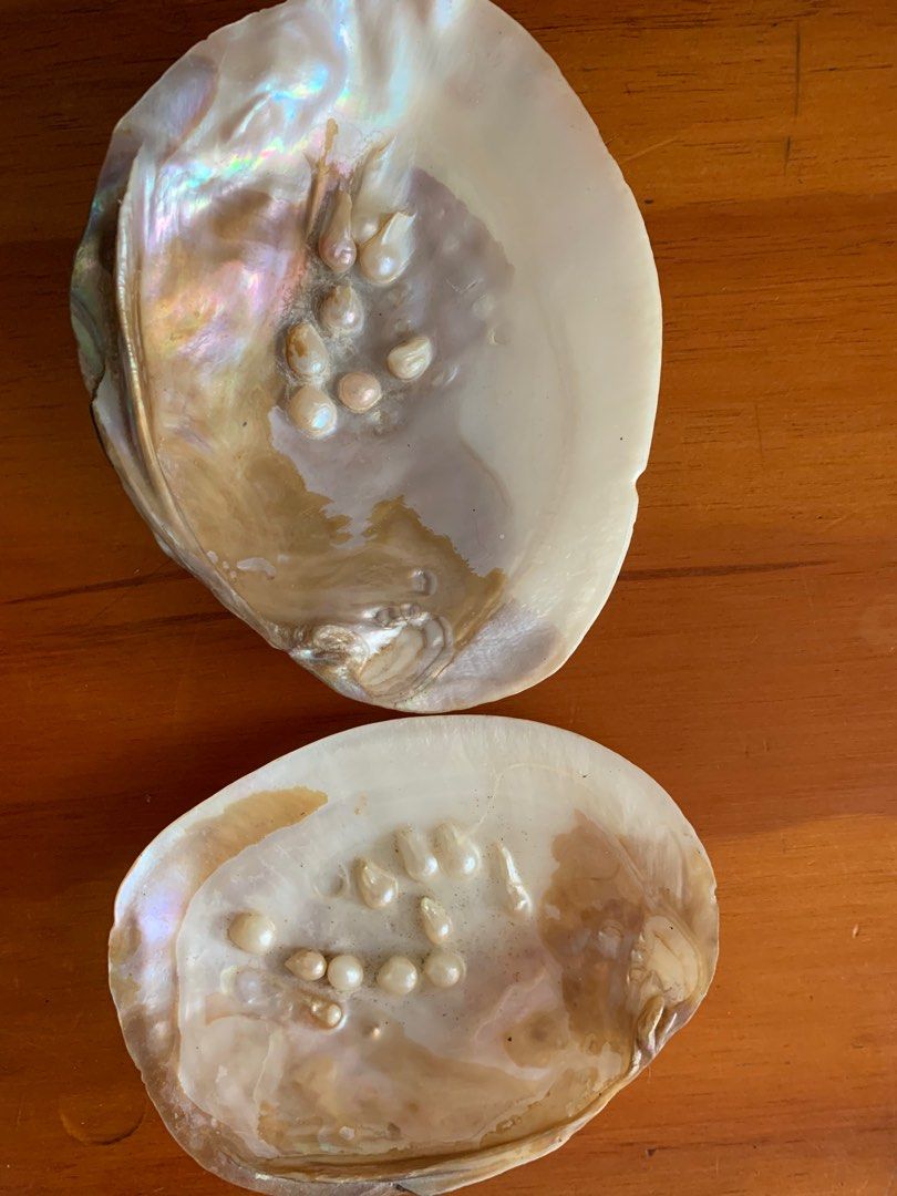 Pearls in a Shell (Category: Necklaces) located in Mandaue City. Submitted by james52 (Listing ID 1383858254, Image 3). Description: Please text me at 0932-416-1233 if interested.