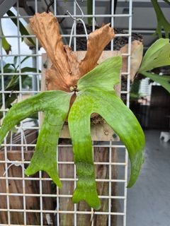 （分類：）位於 。 由 eskahaha 提交（商品編號 1383717674，圖片 1）。簡介： 。