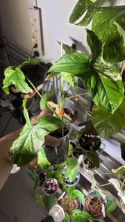 (Category: ) located in . Submitted by b3ntography (Listing ID 1383744882, Image 1). Description: .