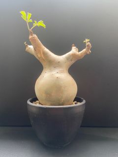 （分類：）位於 。 由 bidbidstore 提交（商品編號 1383908274，圖片 1）。簡介： 。