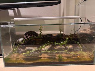(Category: ) located in . Submitted by pricetosell15 (Listing ID 1384049363, Image 1). Description: .