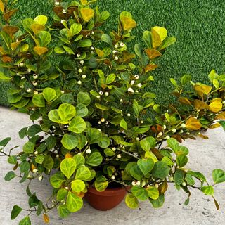 (Category: ) located in . Submitted by gardenfunfarm (Listing ID 1384040071, Image 1). Description: .