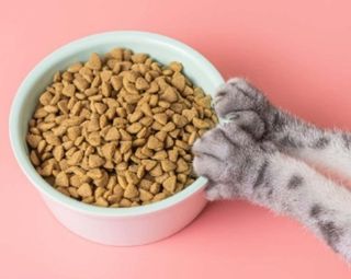(Category: ) located in . Submitted by happytailsfurever (Listing ID 1383923708, Image 1). Description: .