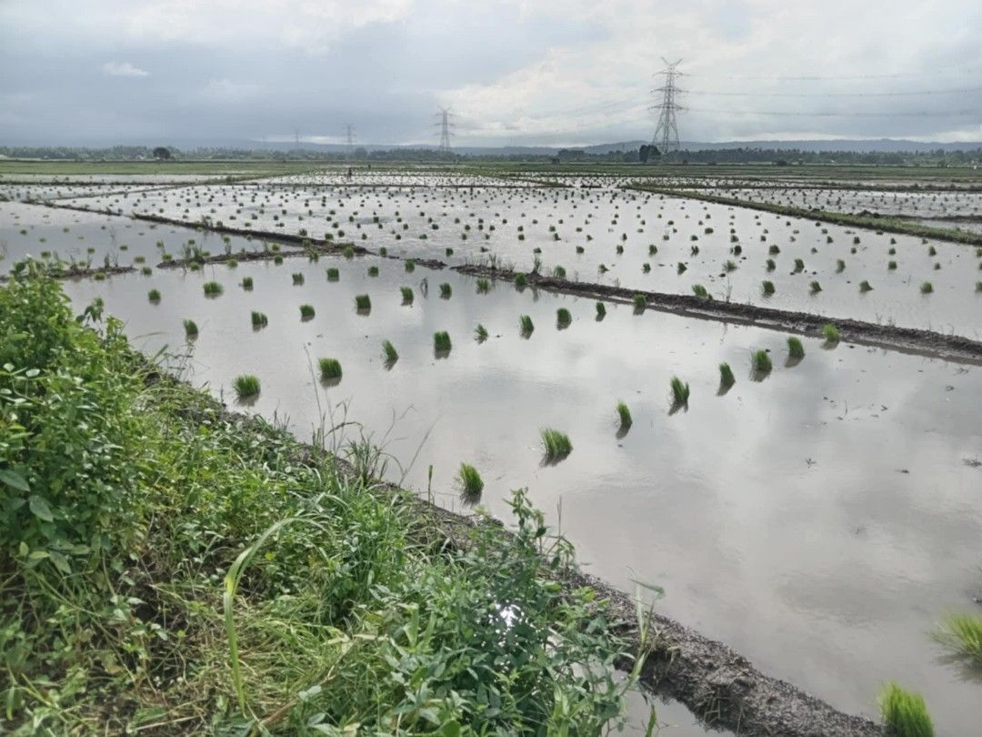 Riceland for sale (Category: Lot) located in Santa Cruz. Submitted by shoeg (Listing ID 1384031759, Image 2). Description: RICELAND FOR SALE 🌾🌾🌾 Good investment 1.2hec 350 per sqm Tct title Tabing kalsada Location -brgy malinao , sta cruz , laguna Dm me.