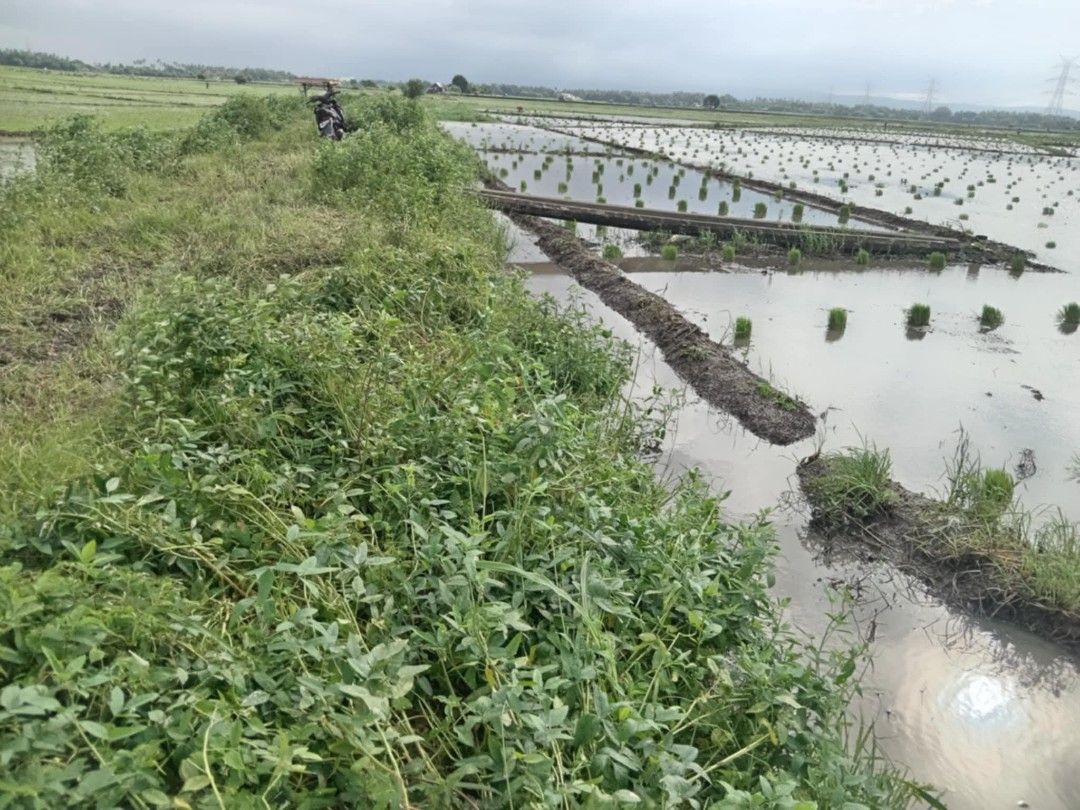 Riceland for sale (Category: Lot) located in Santa Cruz. Submitted by shoeg (Listing ID 1384031759, Image 3). Description: RICELAND FOR SALE 🌾🌾🌾 Good investment 1.2hec 350 per sqm Tct title Tabing kalsada Location -brgy malinao , sta cruz , laguna Dm me.