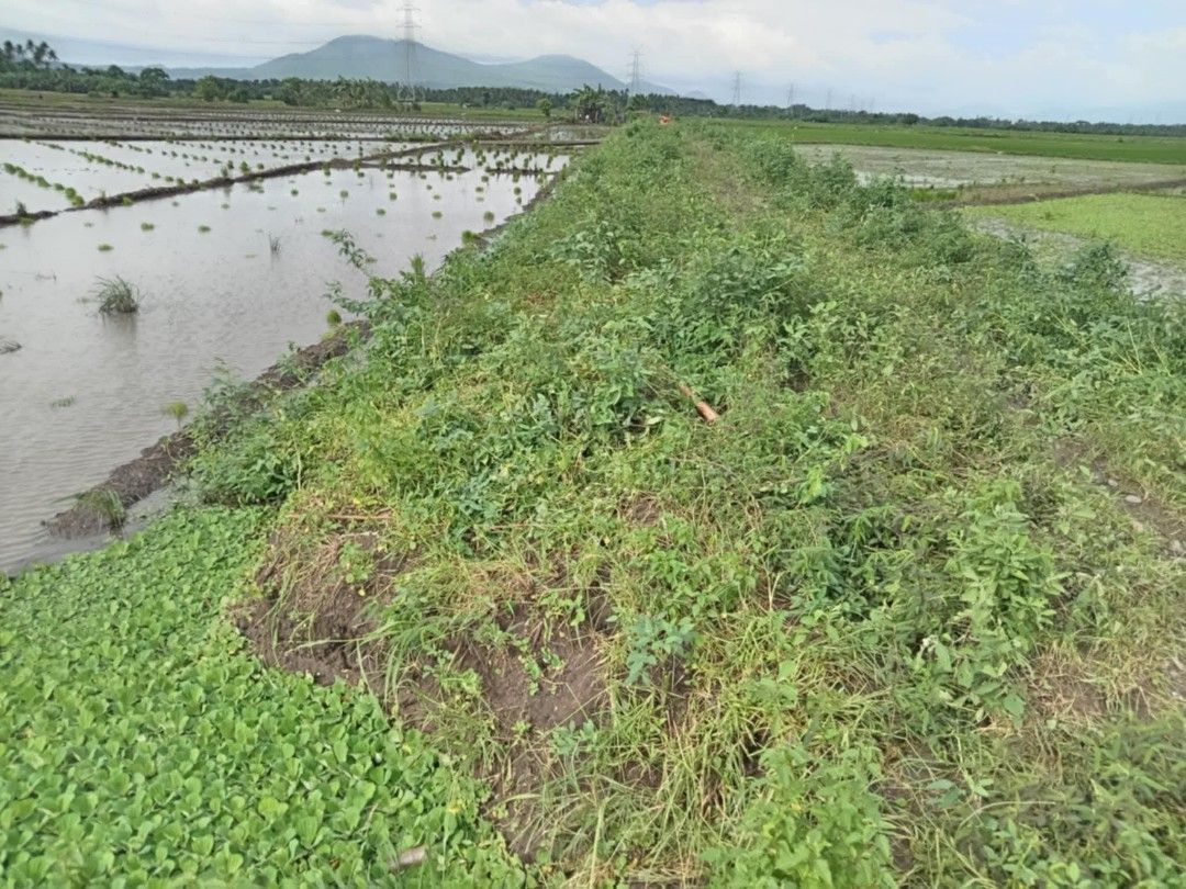 Riceland for sale (Category: Lot) located in Santa Cruz. Submitted by shoeg (Listing ID 1384031759, Image 1). Description: RICELAND FOR SALE 🌾🌾🌾 Good investment 1.2hec 350 per sqm Tct title Tabing kalsada Location -brgy malinao , sta cruz , laguna Dm me.