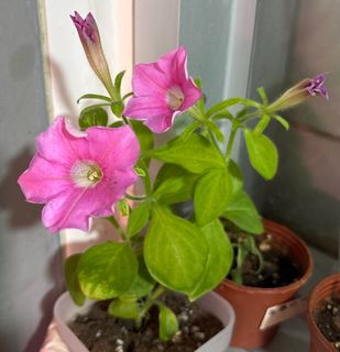 （分類：）位於 。 由 flower_cradle 提交（商品編號 1374887436，圖片 1）。簡介： 。