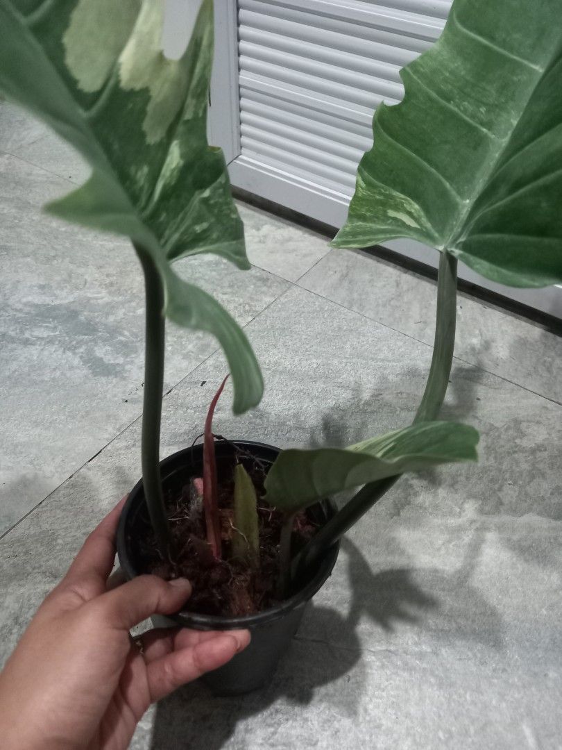 Caramel Marble (Category: Plants & Seeds) located in Quezon City. Submitted by one.thin9.less (Listing ID 1378671207, Image 2). Description: .