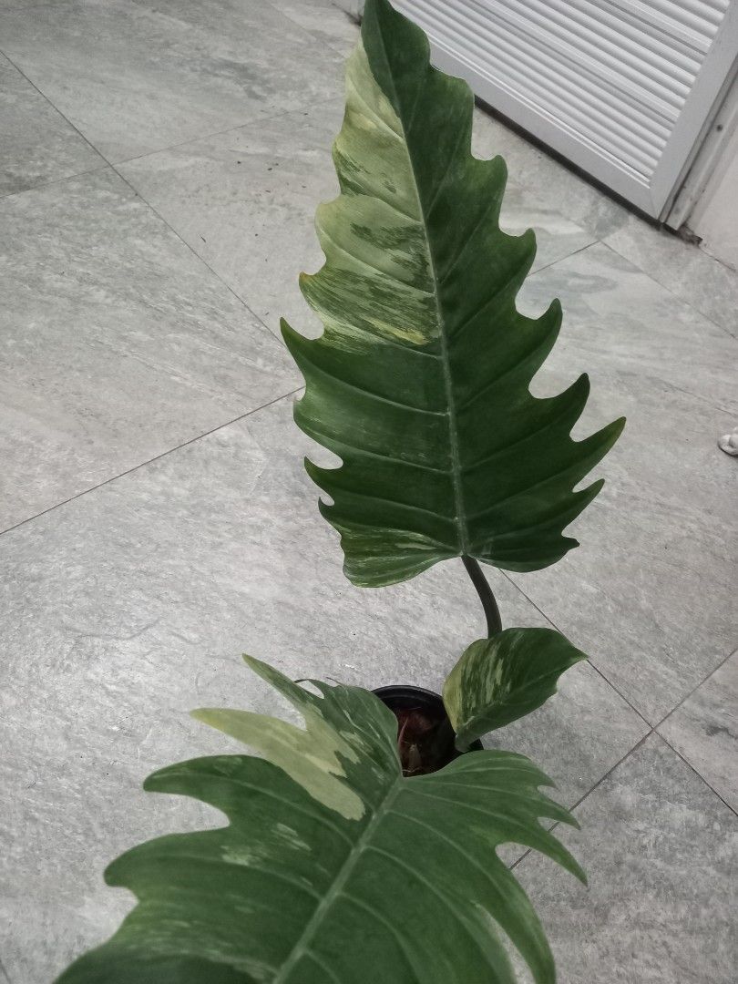 Caramel Marble (Category: Plants & Seeds) located in Quezon City. Submitted by one.thin9.less (Listing ID 1378671207, Image 3). Description: .