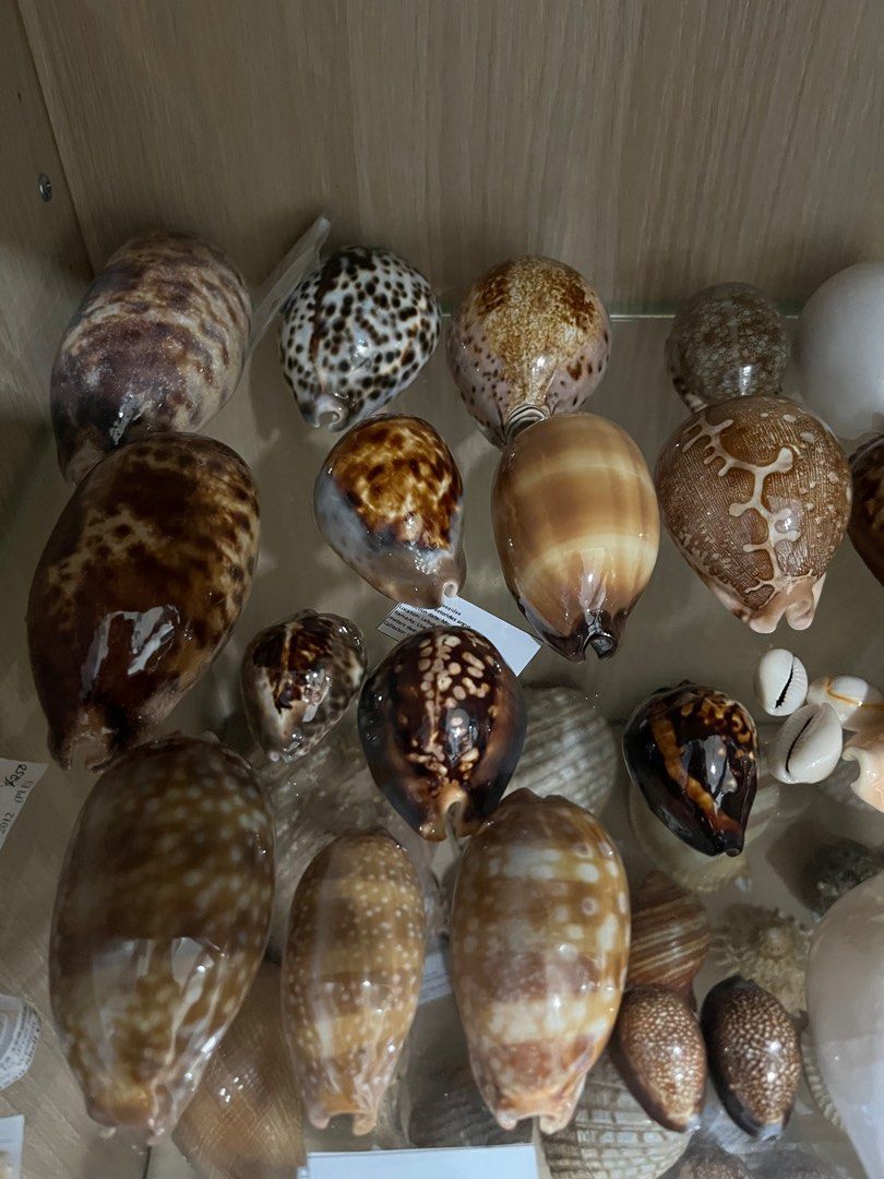Sea Shell Collection, Hobbies & Toys, Memorabilia & Collectibles ...