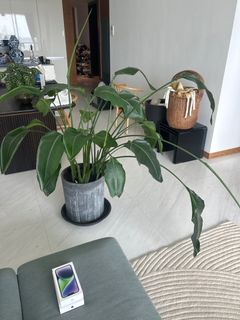 (Category: ) located in . Submitted by tesssmit (Listing ID 1378796102, Image 1). Description: .
