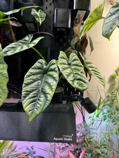 (Category: ) located in . Submitted by plantsnstuff (Listing ID 1378763129, Image 1). Description: .