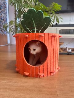 (Category: ) located in . Submitted by maxcozy (Listing ID 1378770084, Image 1). Description: .