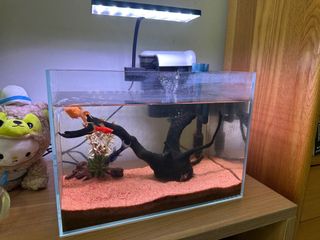 (Category: ) located in . Submitted by thepandabox (Listing ID 1378769424, Image 1). Description: .
