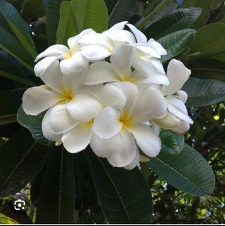 (Category: ) located in . Submitted by safelion.93cbd3 (Listing ID 1378870752, Image 1). Description: .