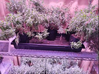 (Category: ) located in . Submitted by bounteous_at (Listing ID 1378453247, Image 1). Description: .