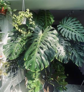 (Category: ) located in . Submitted by tinytancloset (Listing ID 1378822046, Image 1). Description: .