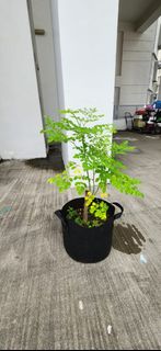 (Category: ) located in . Submitted by narendran.rajaram (Listing ID 1378919659, Image 1). Description: .