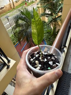 (Category: ) located in . Submitted by plantsnstuff (Listing ID 1378926720, Image 1). Description: .