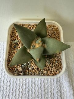 (Category: ) located in . Submitted by jackiecactus (Listing ID 1378968342, Image 1). Description: .