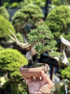 (Category: ) located in . Submitted by jia_bonsai_singapore (Listing ID 1378981027, Image 1). Description: .