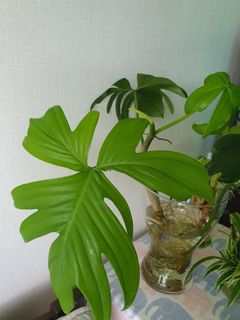 （分類：）位於 。 由 cyyli.1 提交（商品編號 1378952703，圖片 1）。簡介： 。