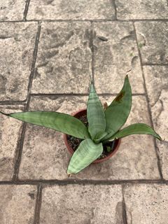 (Category: ) located in . Submitted by nic868 (Listing ID 1378967277, Image 1). Description: .