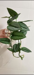 (Category: ) located in . Submitted by all4garden (Listing ID 1378924787, Image 1). Description: .