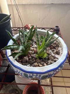 (Category: ) located in . Submitted by reddygetsetgo (Listing ID 1379021825, Image 1). Description: .