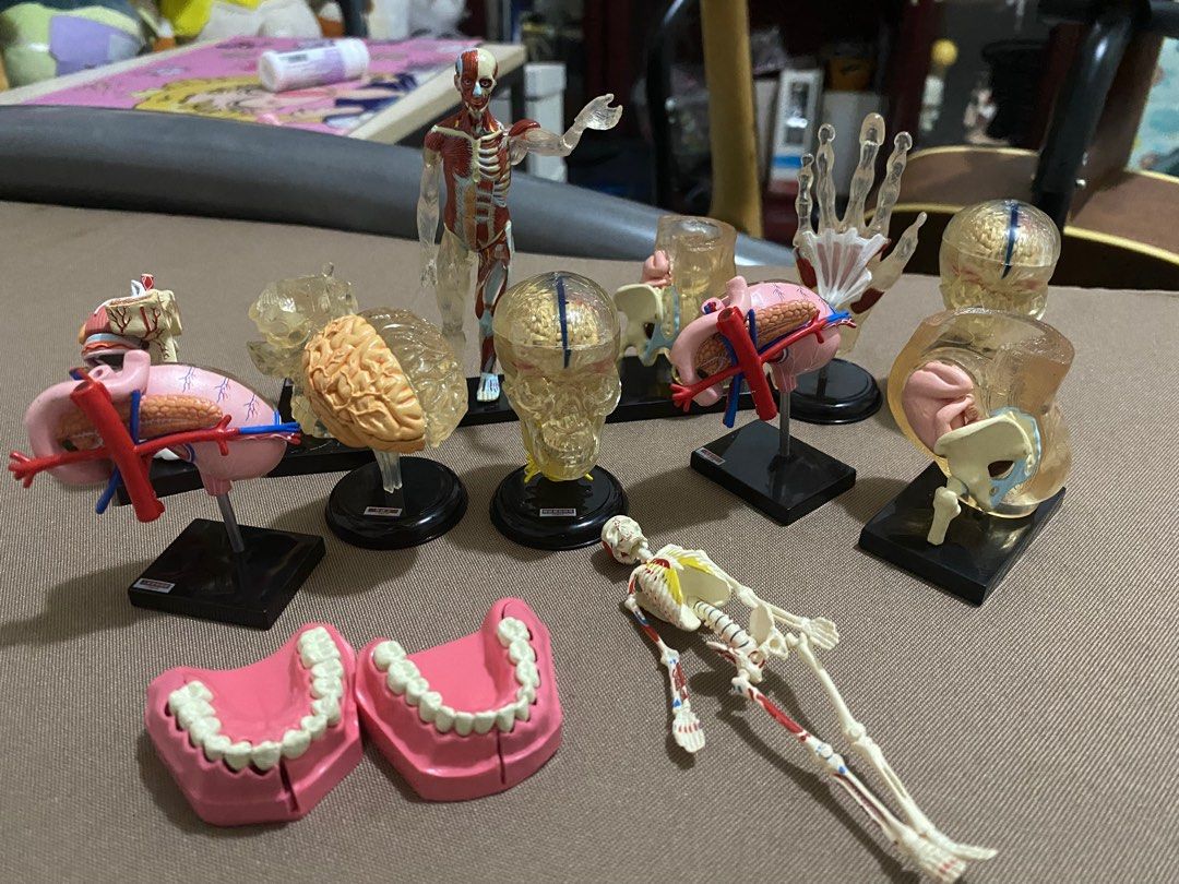 Yujin anatomy models (Category: Medical Supplies & Tools) located in Balanga. Submitted by gabjuju (Listing ID 1379087999, Image 2). Description: .