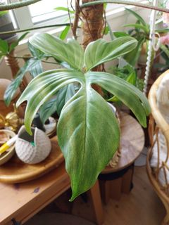 （分類：）位於 。 由 yeung442 提交（商品編號 1379146705，圖片 1）。簡介： 。