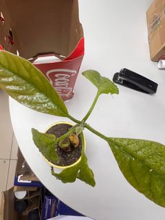 （分類：）位於 。 由 tko_007 提交（商品編號 1379191813，圖片 1）。簡介： 。