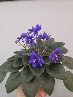 （分類：）位於 。 由 tigerb_11 提交（商品編號 1379207768，圖片 1）。簡介： 。