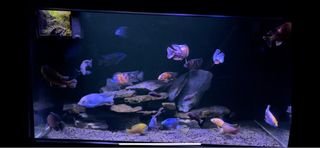 (Category: ) located in . Submitted by chenkun499 (Listing ID 1378931406, Image 1). Description: .