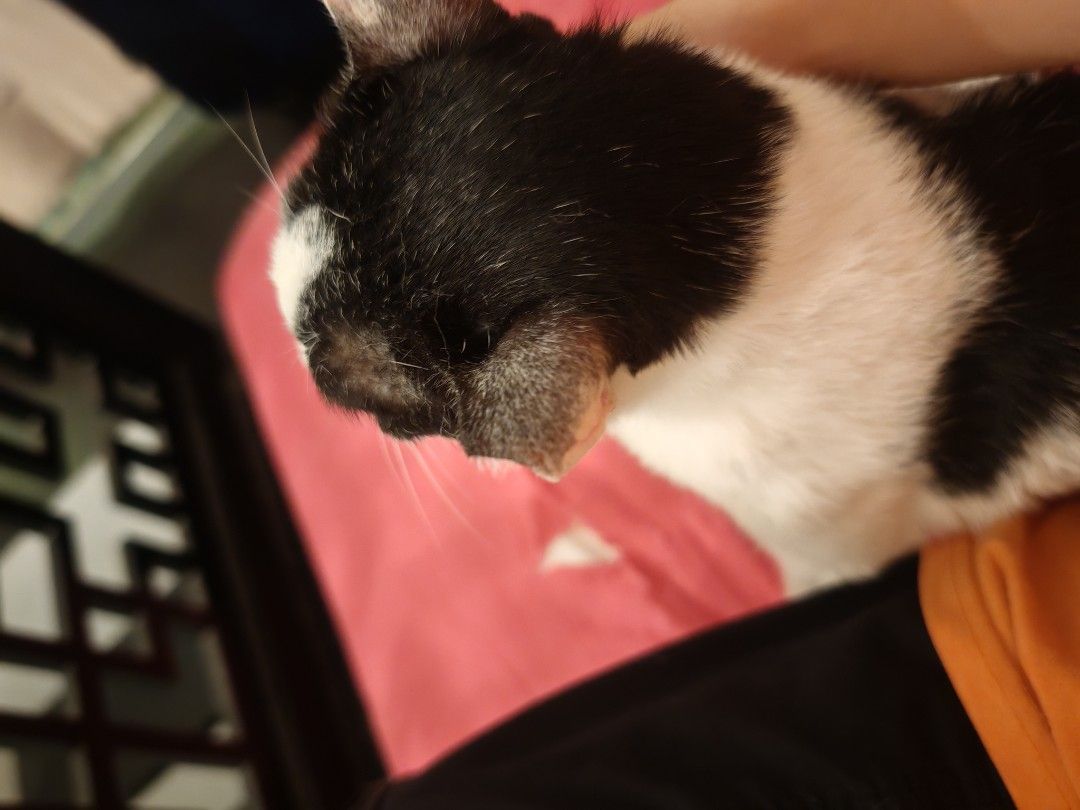 Experienced Cat Sitting [East/Central/NorthEast] (Category: Homes & Other Pet Accessories) located in Singapore. Submitted by newpaaaws (Listing ID 1379258706, Image 2). Description: ⭐ 100% 5 star reviews on Pawshake and Petbacker. ⭐ Have 1.5 years of experience and counting caring for cats and other animals! ⭐ Able to administer oral, topical, subcut medications (if cat is ok and used to it). ⭐ Complimentary no-obligation meet and greet prior to