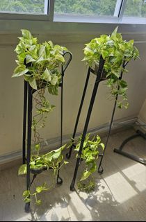 (Category: ) located in . Submitted by seedrays (Listing ID 1379269712, Image 1). Description: .