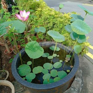 (Category: ) located in . Submitted by ly.garden.garage (Listing ID 1379451823, Image 1). Description: .