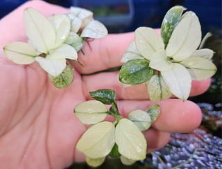 Bucephalandra sp. Violet Bolsom 小群生 ブセファランドラsp violet blossom 特大群生株｜Yahoo!フリマ