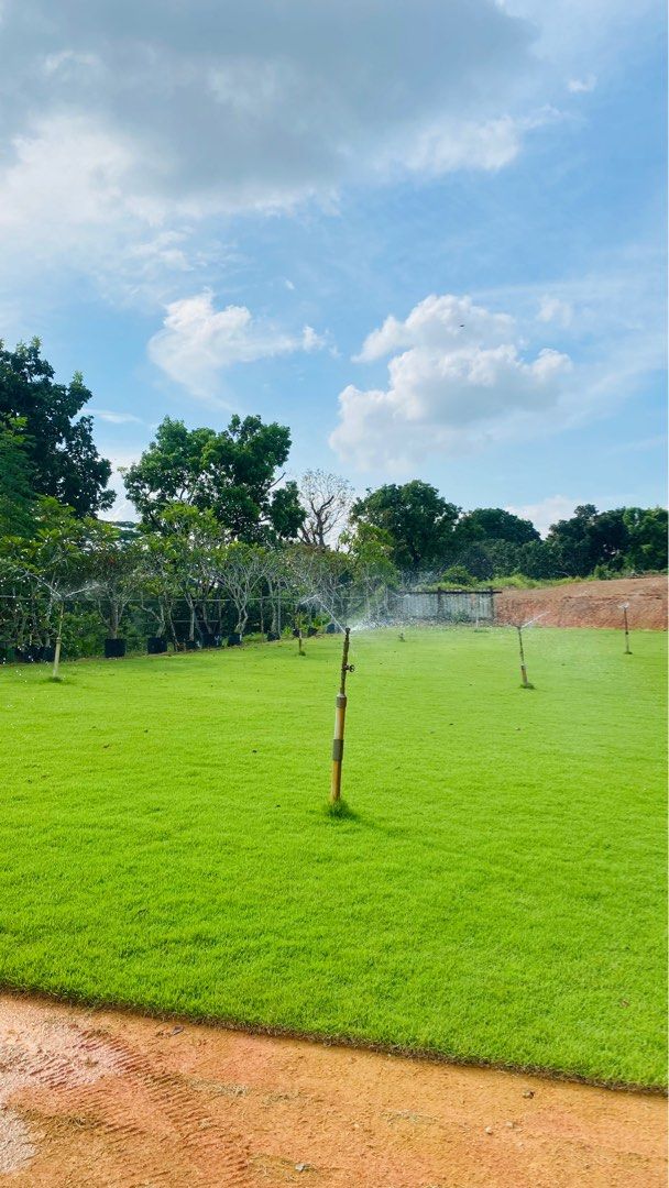 Carpet Grass Natural64884978917634110