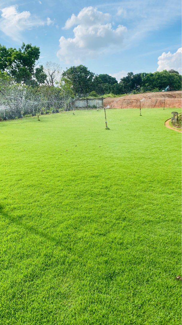 Carpet Grass Natural64884978917634111