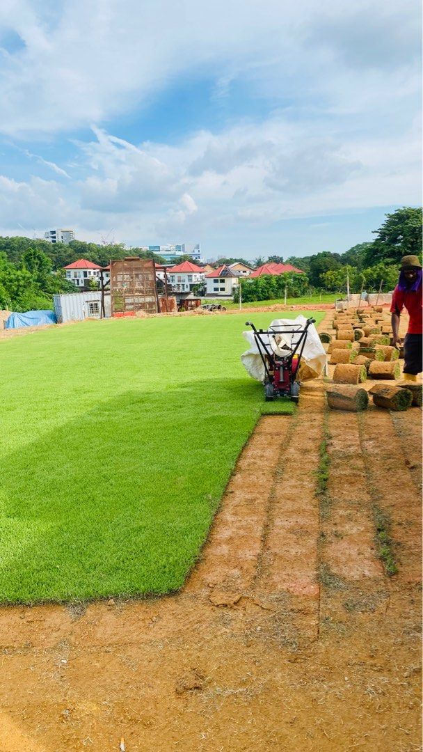 Carpet Grass Natural64884978917634112