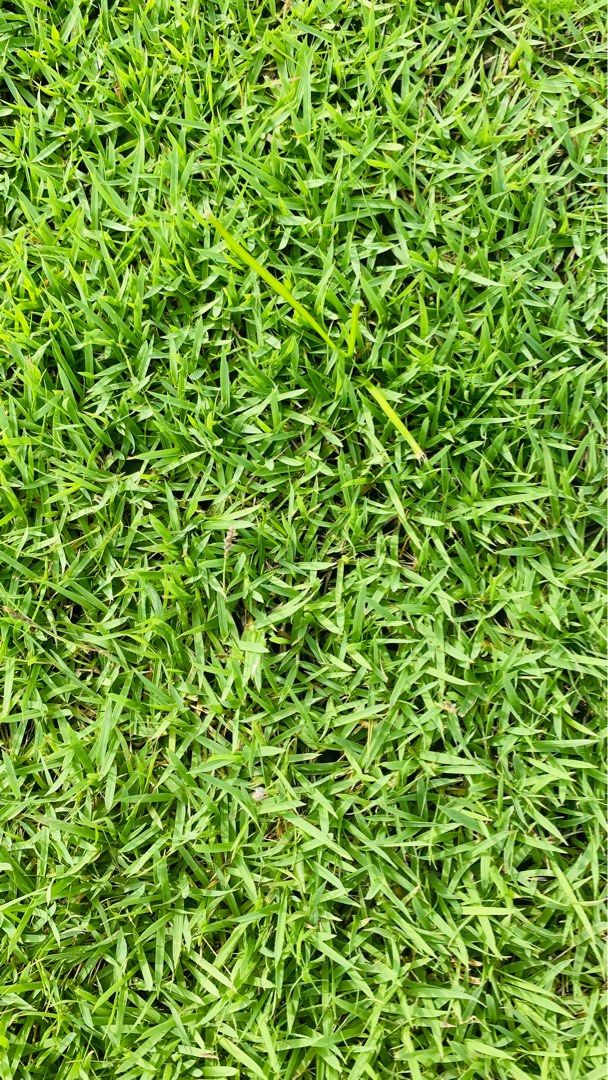 Carpet Grass Natural64884978917634113