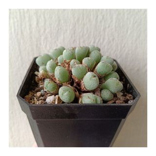 (Category: ) located in . Submitted by greenhavensg (Listing ID 1379369816, Image 1). Description: .