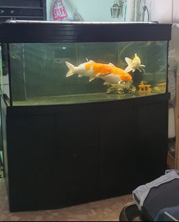 (Category: ) located in . Submitted by patloh55 (Listing ID 1379379711, Image 1). Description: .