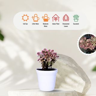 (Category: ) located in . Submitted by tigerflora62 (Listing ID 1379334416, Image 1). Description: .