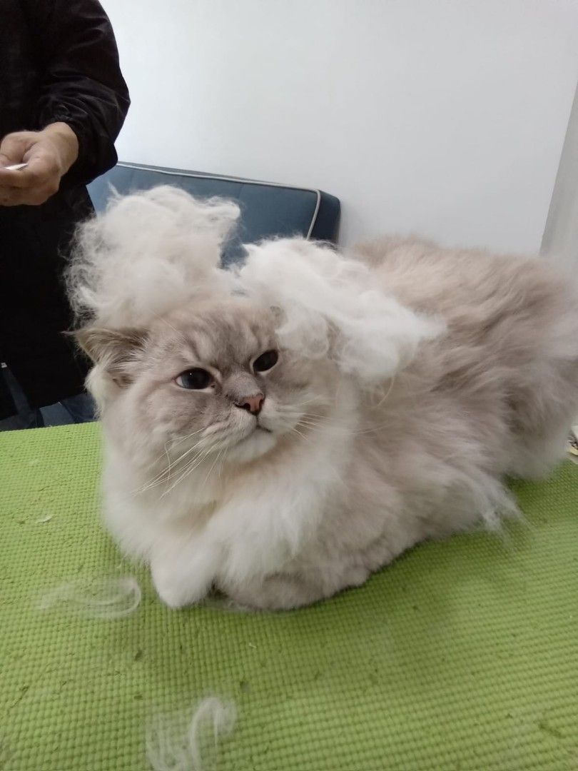 Grooming Service House Call Mobile Grooming Home Service Home Pet