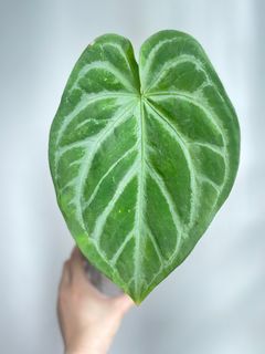 （分類：）位於 。 由 charlottes43651 提交（商品編號 1373999077，圖片 1）。簡介： 。