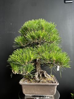 （分類：）位於 。 由 planplust_bonsai 提交（商品編號 1379629599，圖片 1）。簡介： 。
