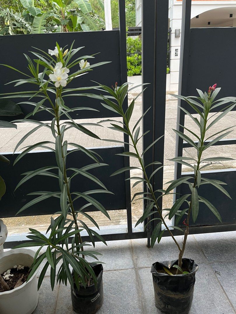 Adelfa with flowers (Category: Plants & Seeds) located in Manila. Submitted by lersonbrie (Listing ID 1379630793, Image 3). Description: With flowers as of posting, 3ft, 1pot pink 250 1pot white 250.
