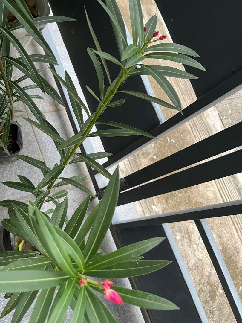 Adelfa with flowers (Category: Plants & Seeds) located in Manila. Submitted by lersonbrie (Listing ID 1379630793, Image 2). Description: With flowers as of posting, 3ft, 1pot pink 250 1pot white 250.